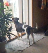 vagthund